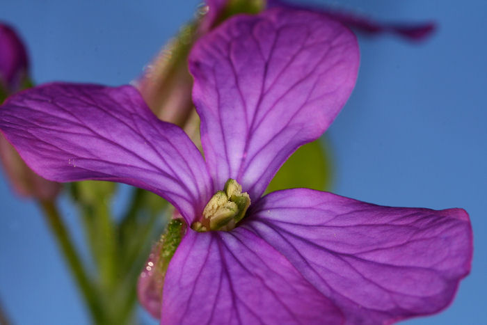 fiore di campo da determinare: Aubrieta?